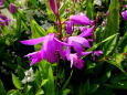 春の光に紫蘭の花