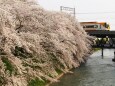 京都伏見の桜と近鉄電車
