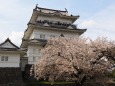 春の小田原城