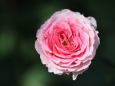 薔薇 クランベリー