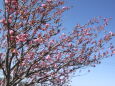 牡丹桜の枝