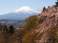 富士見孝徳公園の桜と富士山