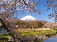 忍野村の桜と富士山