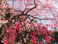 富士見孝徳公園の花桃