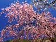 富士見孝徳公園のしだれ桜
