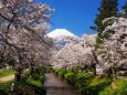 春の忍野村の桜と富士山