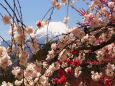 富士見孝徳公園の花桃と富士山