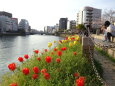 チューリップの花が咲く都会の川
