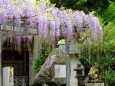 神社参道の藤の花