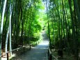 高台寺の竹林
