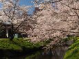 忍野村の桜