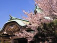 春の豊国神社
