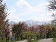 桜の公園から雪山を望む