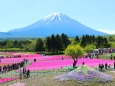 富士芝桜まつり5月