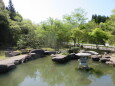 新緑の桜峠の日本庭園 2023年