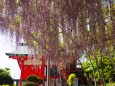 春の織姫神社