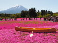 芝桜まつり会場から望む富士山
