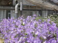紫の花2
