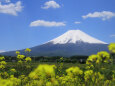 菜の花に富士山