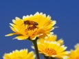 ソレイユの丘のひな菊と蜜蜂