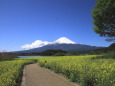 菜の花の富士山への道