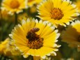 ソレイユの丘のひな菊と蜜蜂