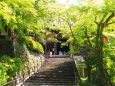 奈良長谷寺の新緑