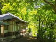 奈良長谷寺の新緑