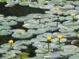 ヒメコウホネの咲く池