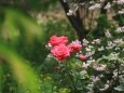 庭のバラ