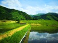 初夏の里山