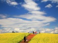 黄色い絨毯の丘