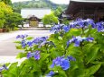 建長寺の紫陽花