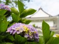 小田原城の紫陽花