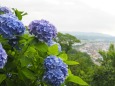 船岡城址公園の紫陽花