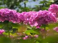 船岡城址公園の紫陽花