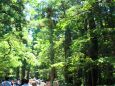 夏の伊勢神宮の森