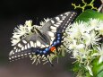 宇奈月温泉の蝶