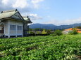 初秋 集落の神社とさつま芋畑