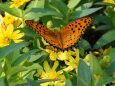 船岡城址公園の花と蝶