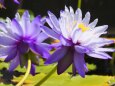 富山県中央植物園の熱帯スイレン