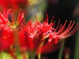 富山県中央植物園の彼岸花