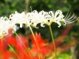 富山県中央植物園の彼岸花