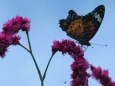 富山中央植物園のオオケタデと蝶