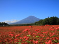 蕎麦のお花に富士山