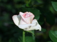 薔薇 ベルフィーダ-12