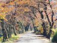 秋の歩行者道路