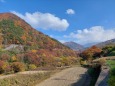 信州三才山の紅葉