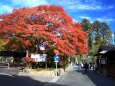 秋の松島