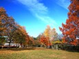 秋の公園 